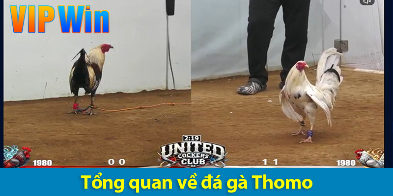 Đá gà Thomo - Bí quyết giúp anh em chinh phục mọi kèo cược