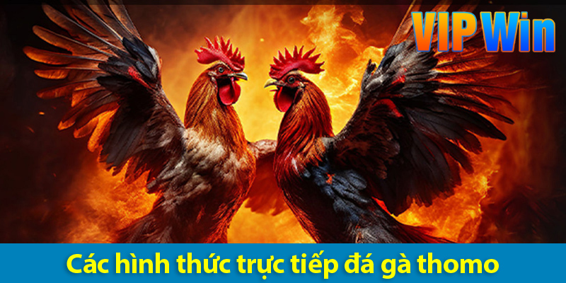 Đá gà Thomo - Bí quyết giúp anh em chinh phục mọi kèo cược