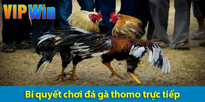 Đá gà Thomo - Bí quyết giúp anh em chinh phục mọi kèo cược